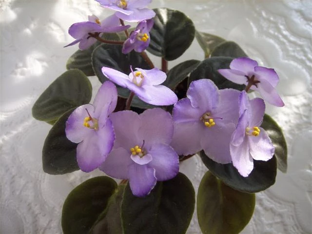 spa50224 dsmallo.jpg