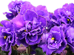 photo_nor for АВ-Сказочная Тайга (850-121)