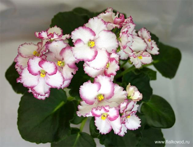 Rhapsodie Suzi