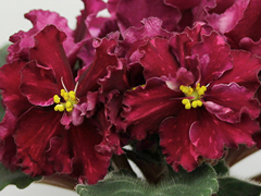 photo_nor for АВ-Кровавая Мэри (855-348)