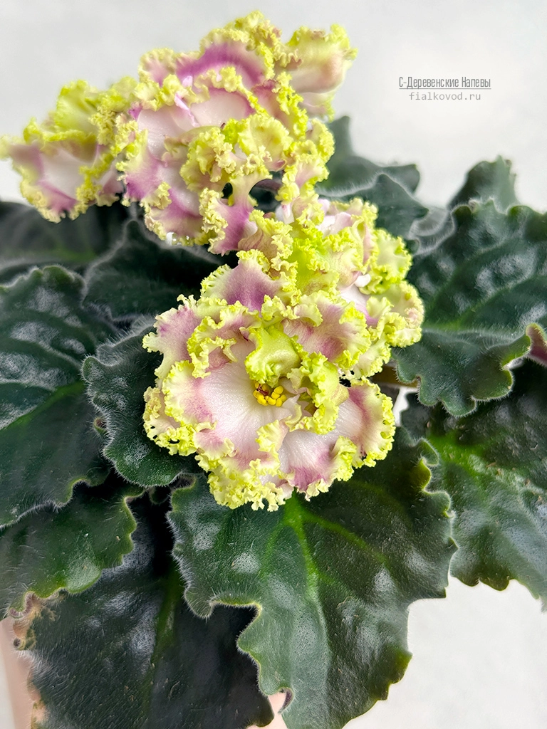 сок-юлия-(22).jpg