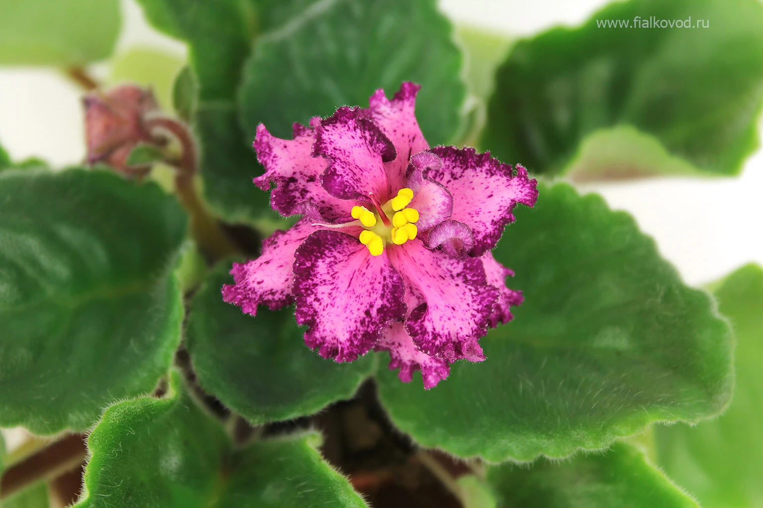 АВ-792-24, сеянец