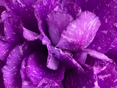 photo_nor for С-22-572, сеянец
