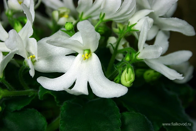 Lunar Lily white