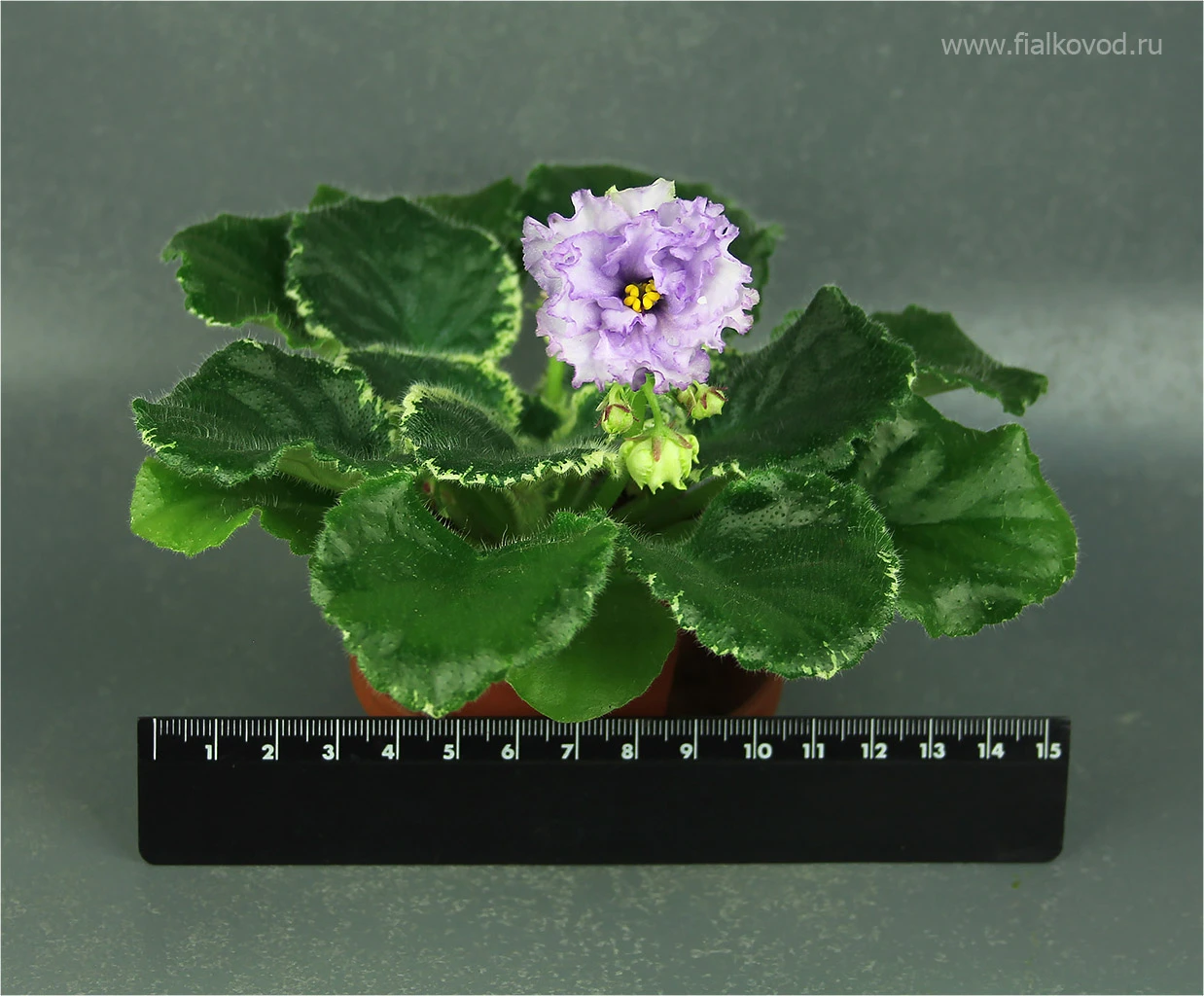 АВ-793-45, сеянец