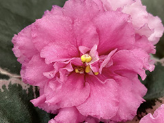 photo_nor for С-21-181, сеянец