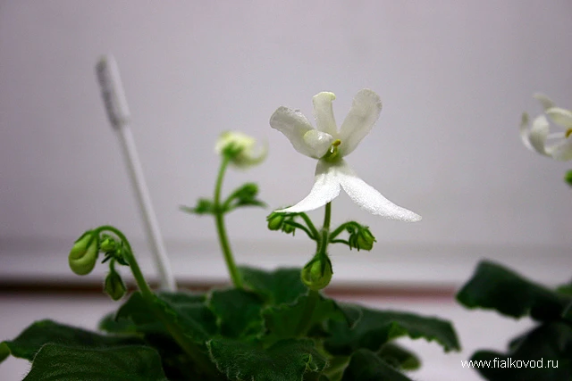 Lunar Lily White