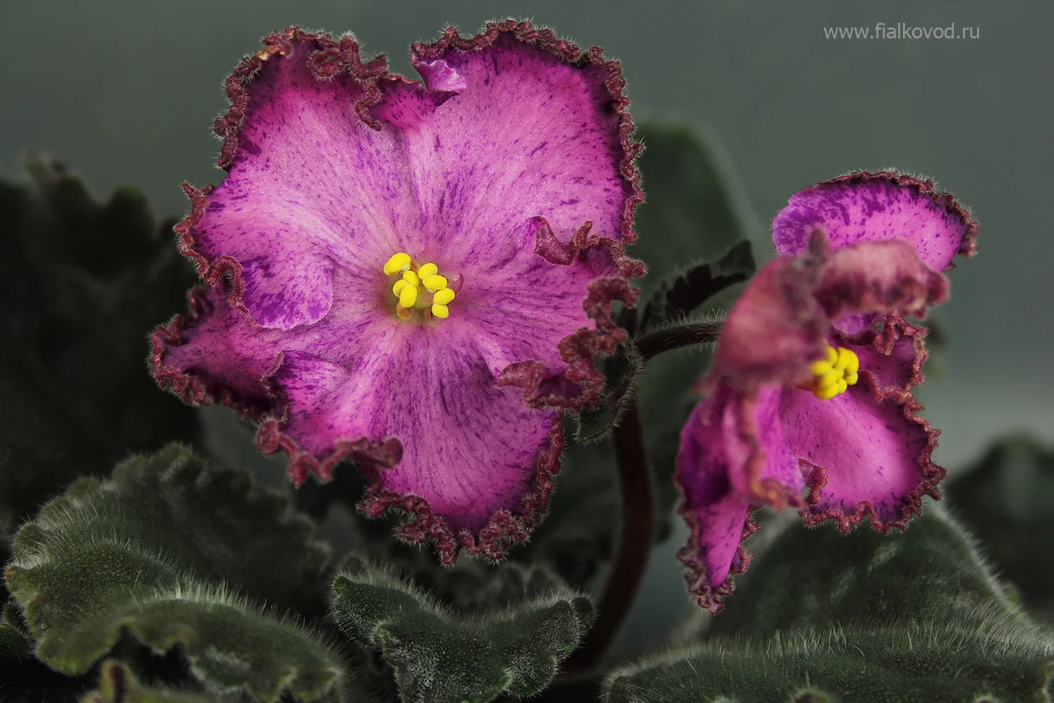 Фиалка АВ-Осеннее Настроение (779-20) (Фиалковод) - купить в Фиалковод