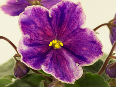 photo_nor for АВ-Четвертое Измерение (772-7)