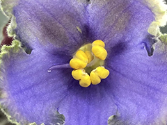 photo_nor for С-Кошачий Глаз (22-253)