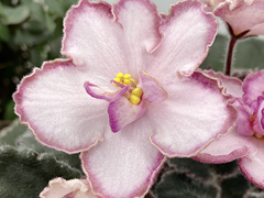photo_nor for С-Чайная Церемония (21-136)