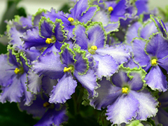 photo_nor for Optimara EverGrace