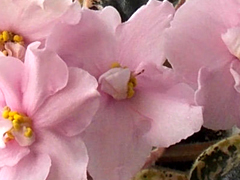 photo_nor for ЕК-Элегия