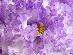 photo_nor for Ф-Жемчужные Облака (870-188)