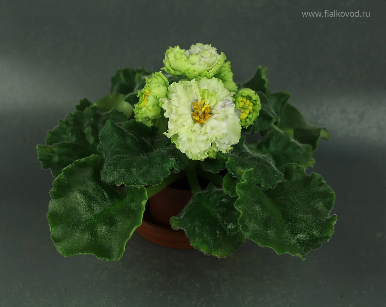 АВ-783-44, сеянец