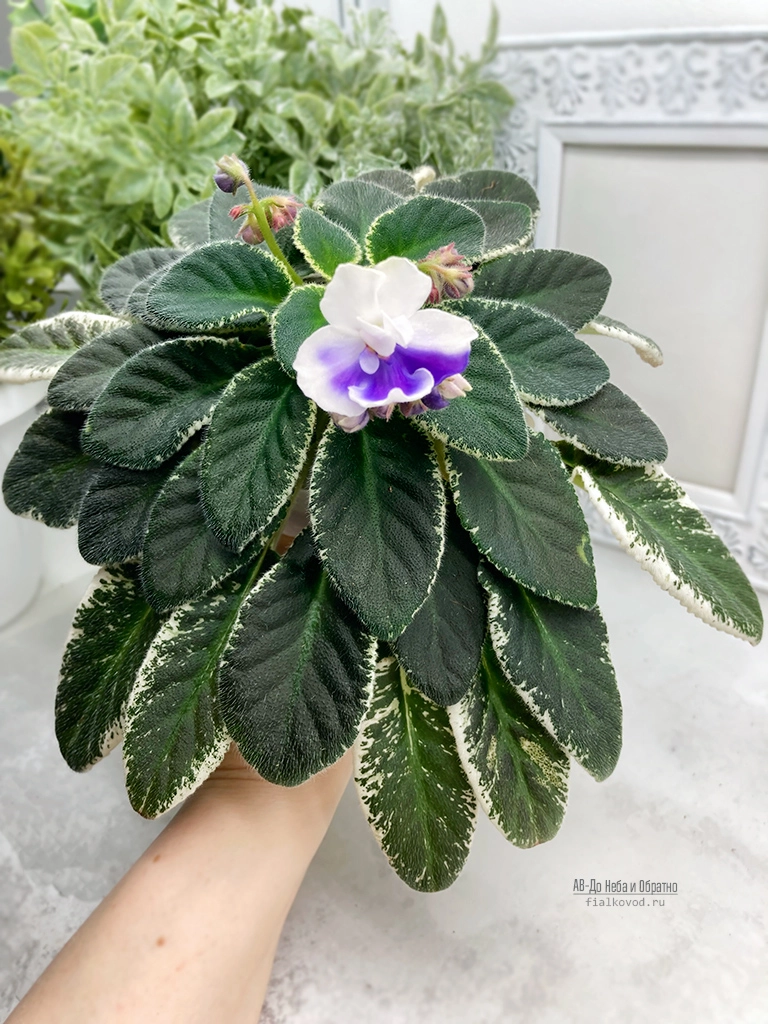 ав-до неба и обратно (2).jpg