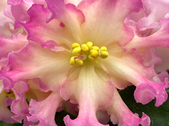 photo_nor for Ф-Луч Солнца Золотого (868-88)