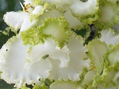 photo_nor for ЕК-Изумрудное Кружево