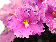 photo_nor for Ф-После Дождя (861-2)