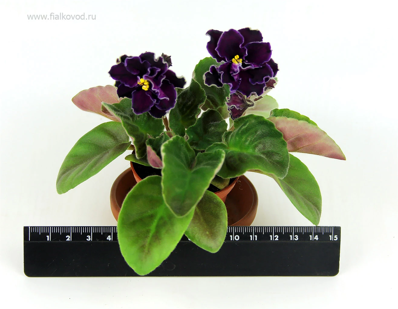 АВ-786-29, сеянец