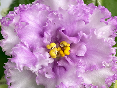 photo_nor for С-23-89, сеянец