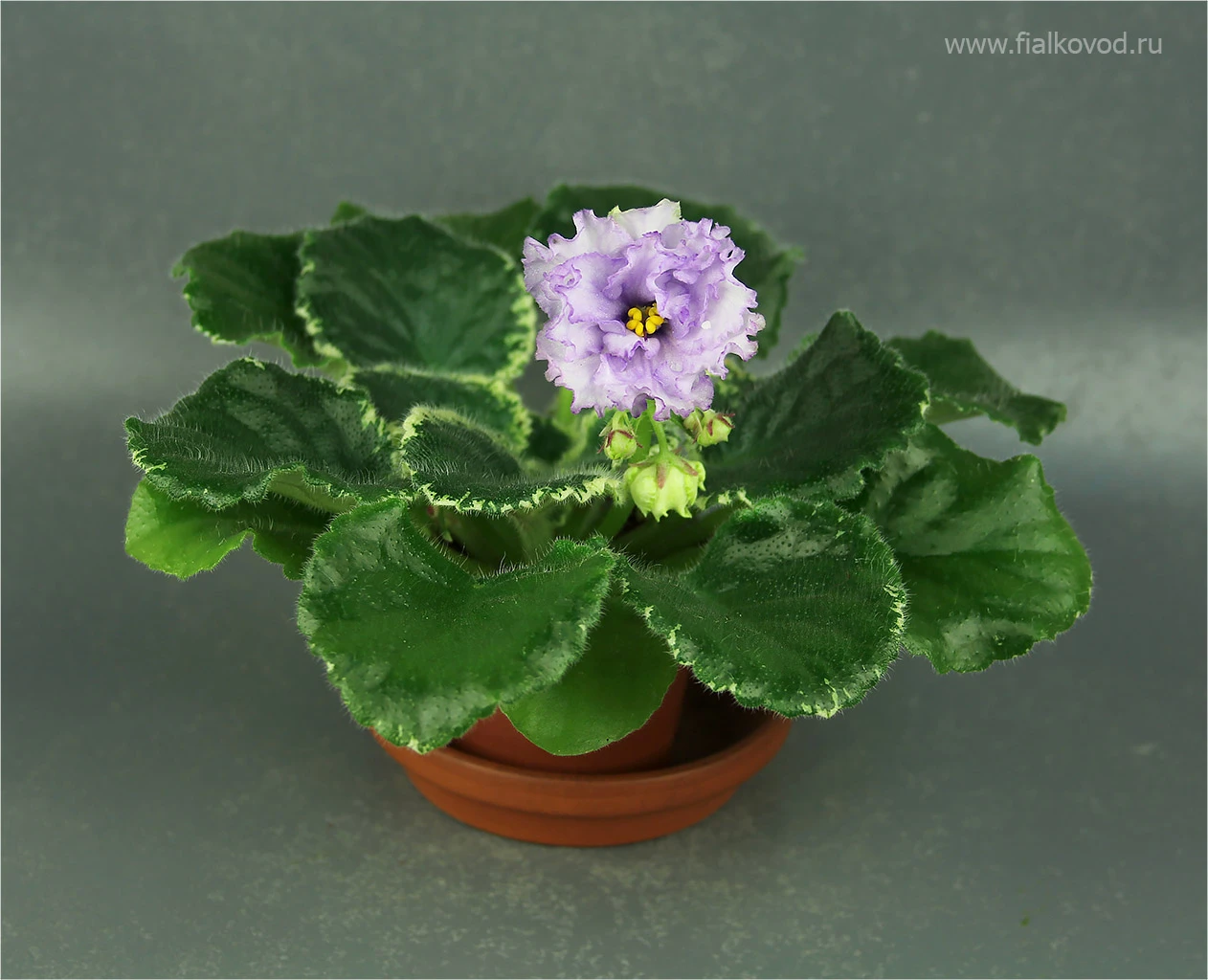 АВ-793-45, сеянец