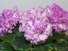 photo_nor for АВ-Джульетта (754-26)