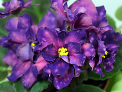 photo_nor for Стрелец Элит
