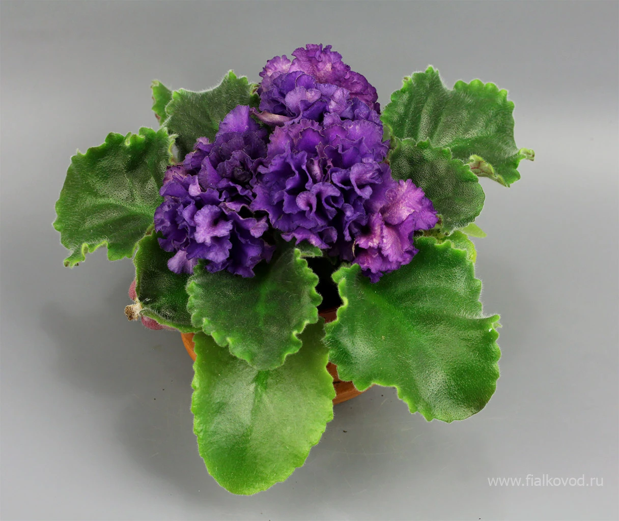 АВ-845-36, сеянец