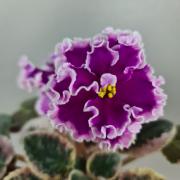 photo_nor for ПТ-Королевич Елисей