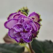 photo_nor for РС-Бал в Савойе