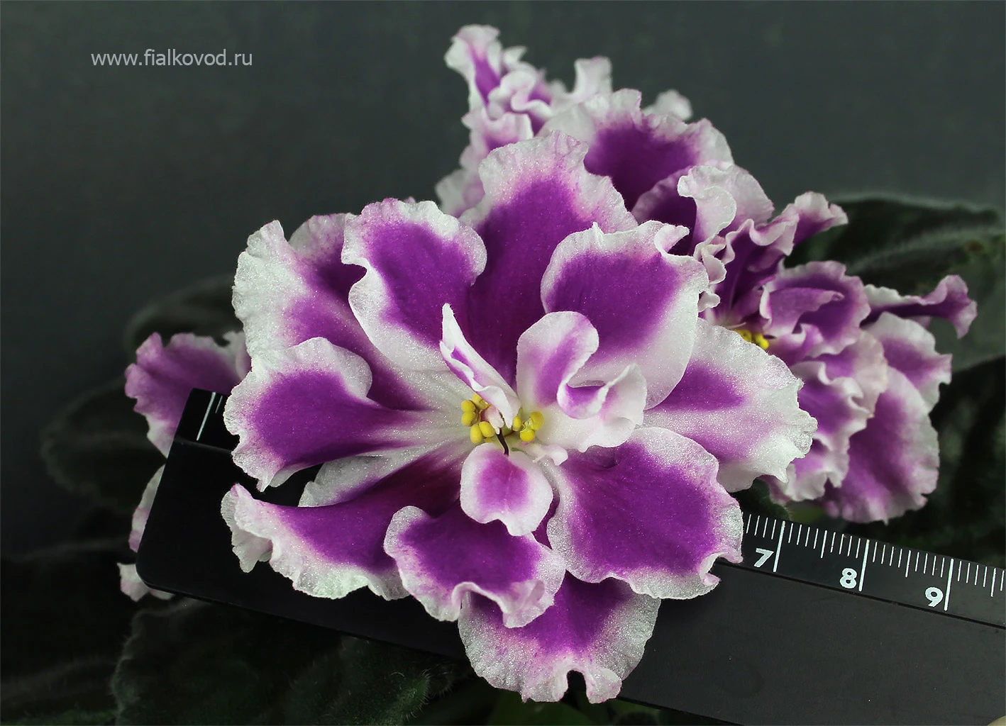 АВ-Фурор (771-180)