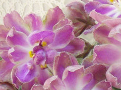 photo_nor for РС-Хризантема Фукси