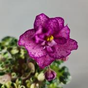 photo_nor for Dn-Эксклюзив