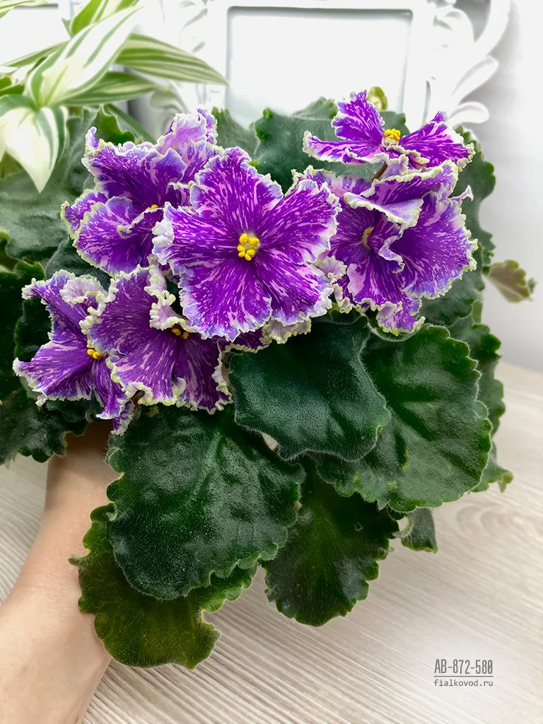 Фиалка АВ-Охотники на Звездопады (872-580) (Фиалковод) - купить в