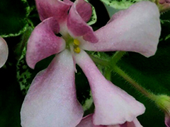 photo_nor for DS-Румянец