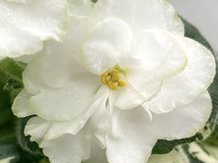 photo_nor for С-Гроздья Акации (22-303)