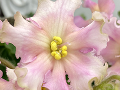 photo_nor for С-Школа Благородных Девиц (22-321)