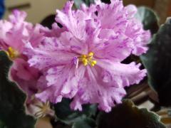 photo_nor for ЛЕ-Лазоревые Росы