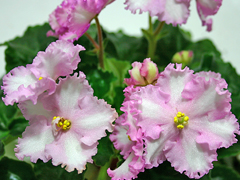photo_nor for Patchwork Pink