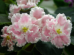 photo_nor for Розовая Акварель