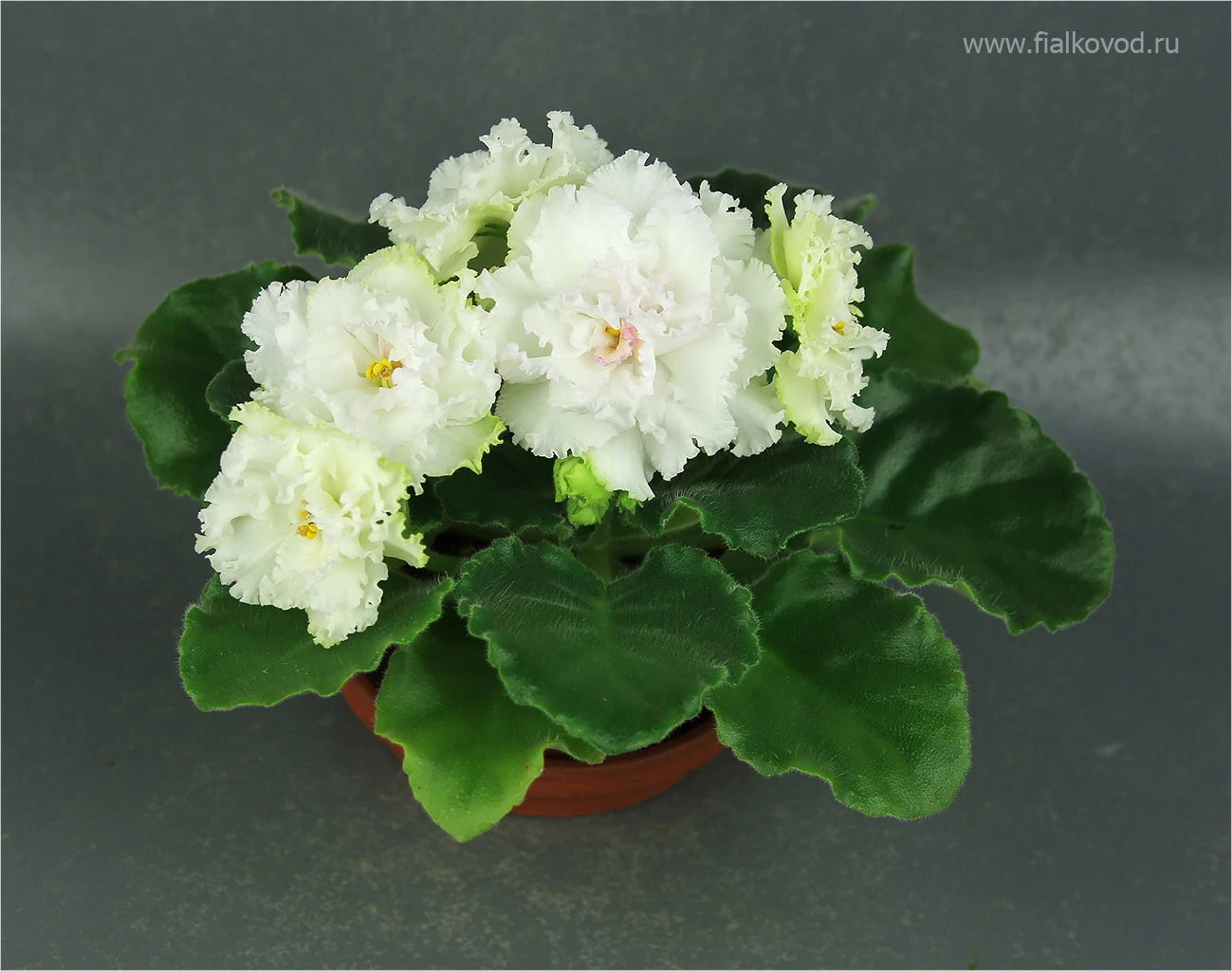 АВ-793-45, сеянец