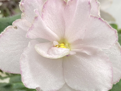 photo_nor for С-Сладкая Сказка (22-141)