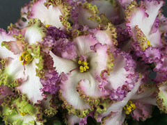 photo_nor for АВ-Загадочный Лес (776-2)