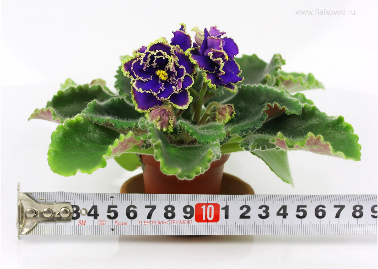 АВ-845-118, сеянец