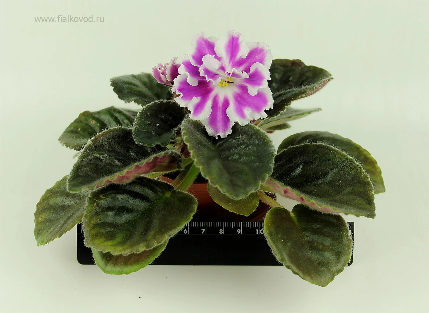 АВ-Фурор (771-180)