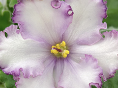 photo_nor for С-22-403, сеянец