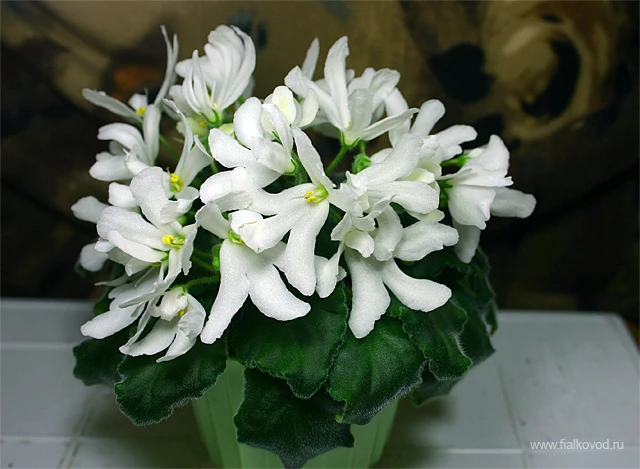 Lunar Lily white