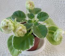photo_nor for ЛЕ-Элли