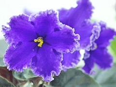 photo_nor for Rodeo Roundup